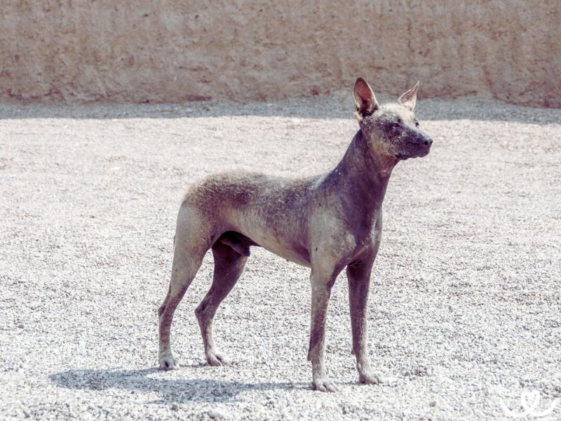 Psi-plemeno-peruansky-nahac (13)